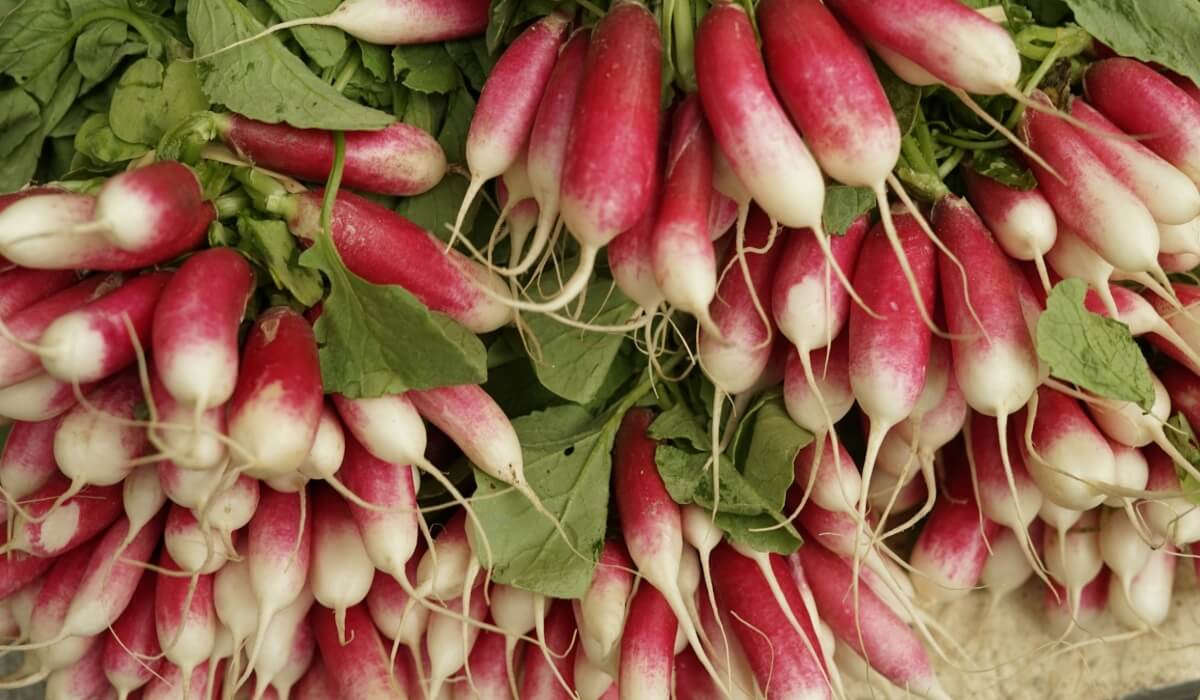 Unlock the Surprising Health Benefits of Root Vegetables