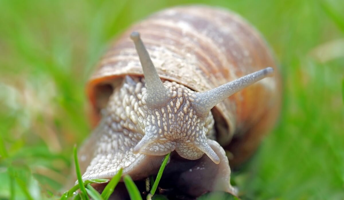 Discover the Hidden Wonders of Mollusks